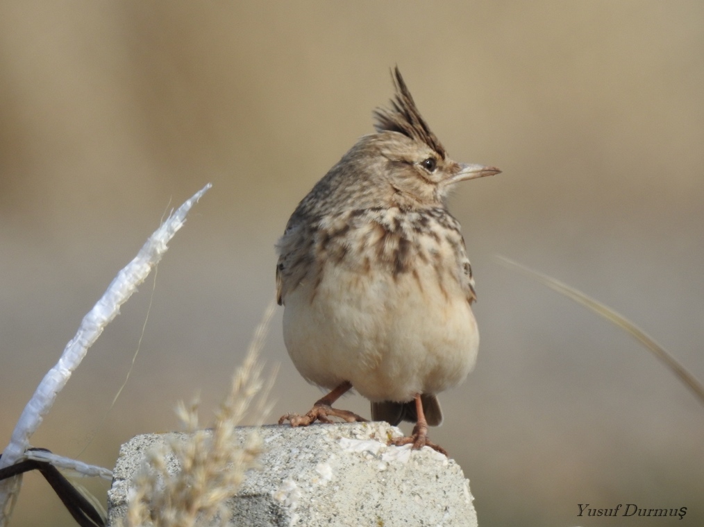 Crested Lark