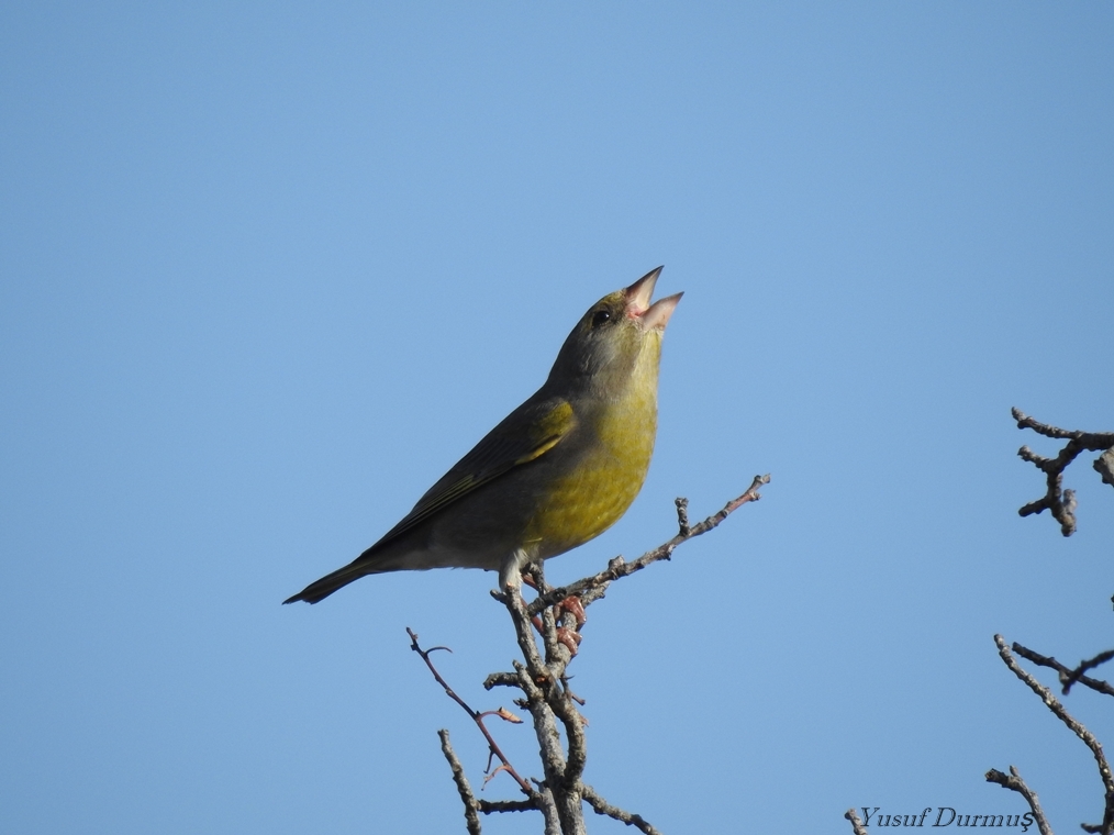 European Greenfinch