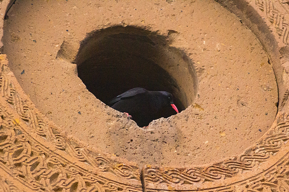 Red-billed Chough