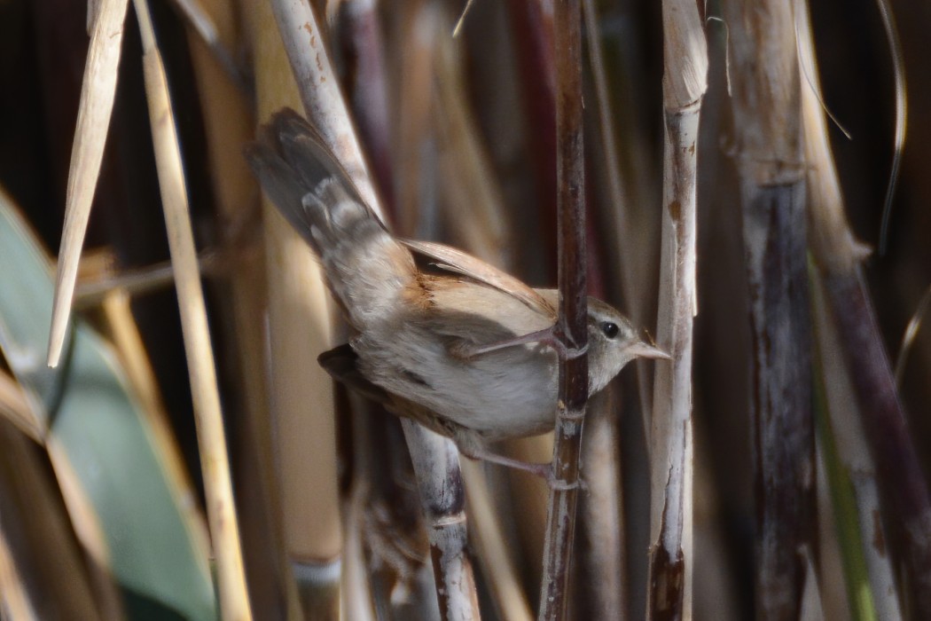 Cetti`s Warbler