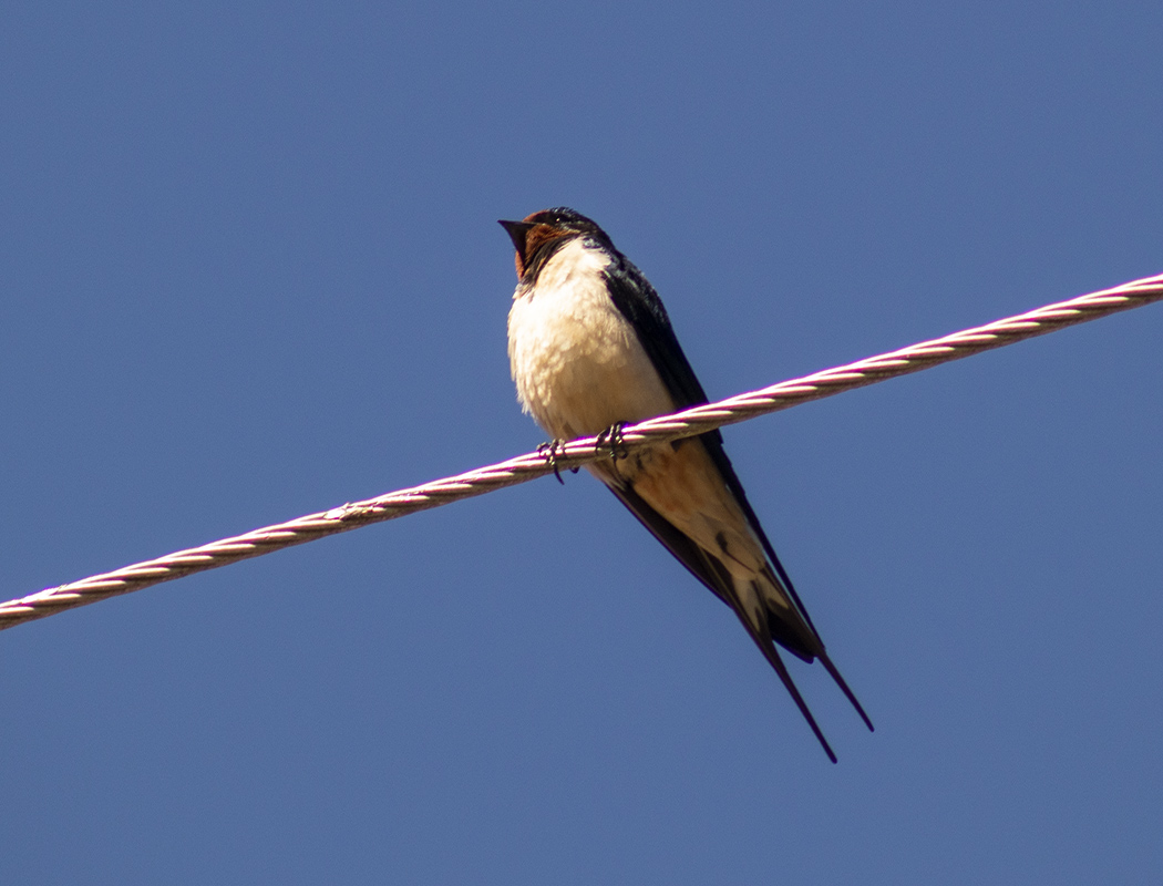 Barn Swallow