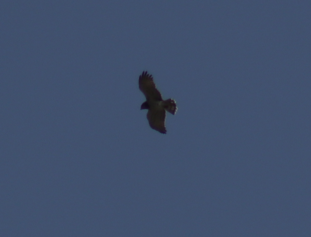 Short-toed Snake Eagle