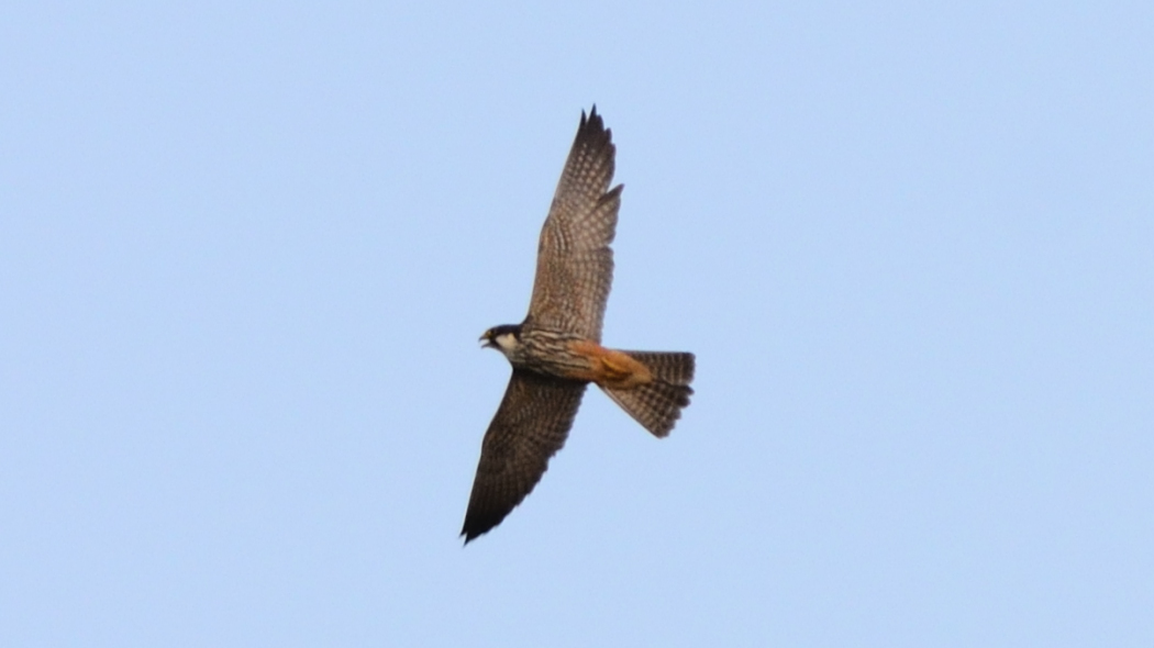 Eurasian Hobby