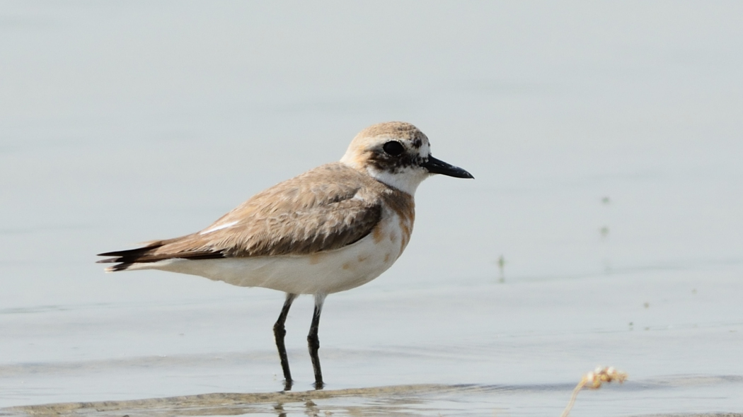 Greater Sand Plover