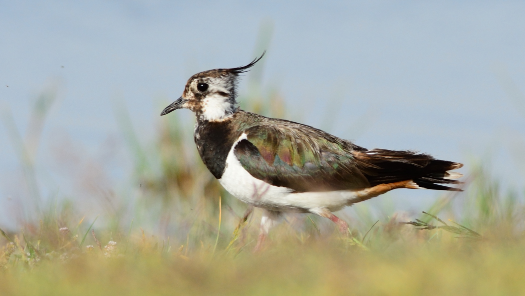 Northern Lapwing
