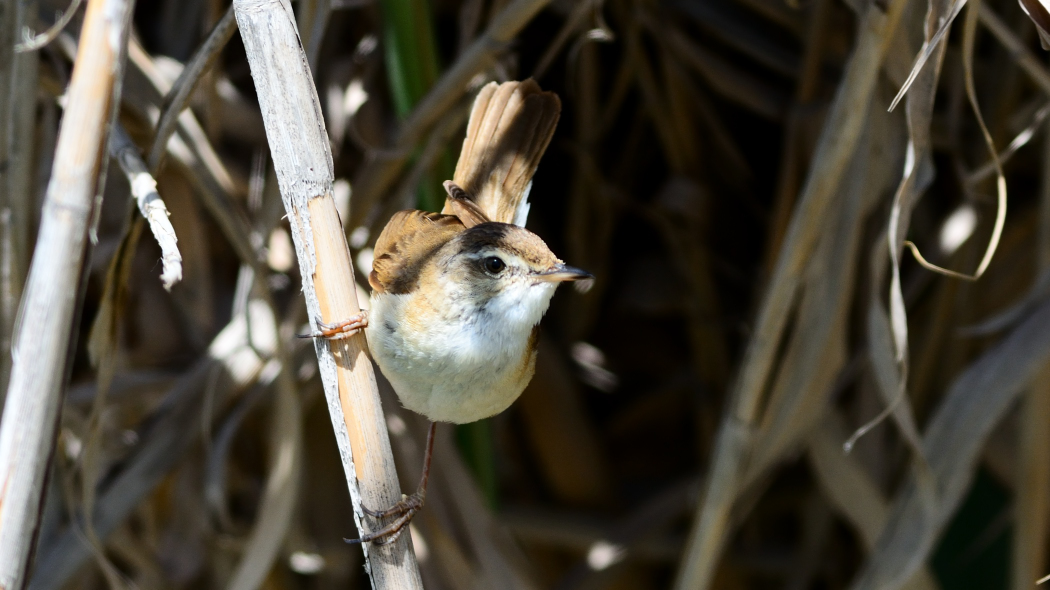 Paddyfield Warbler