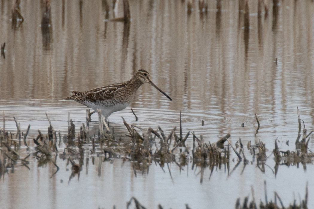 Common Snipe