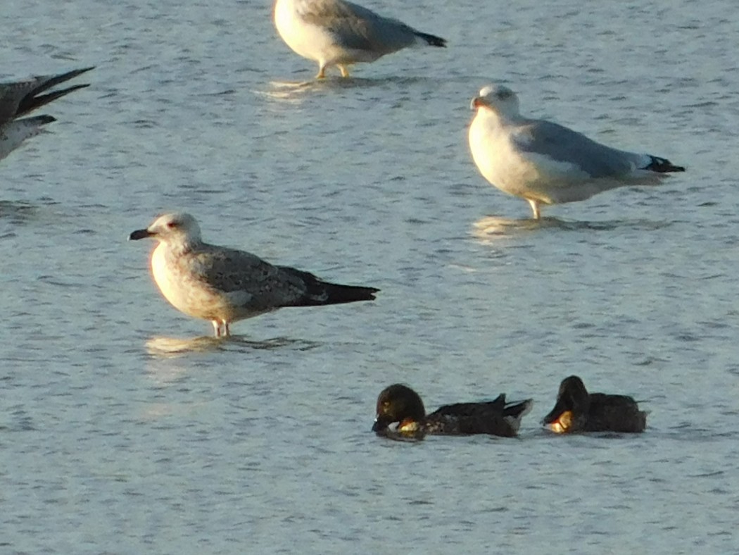 Yellow-legged Gull