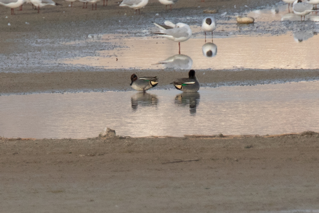 Eurasian Teal