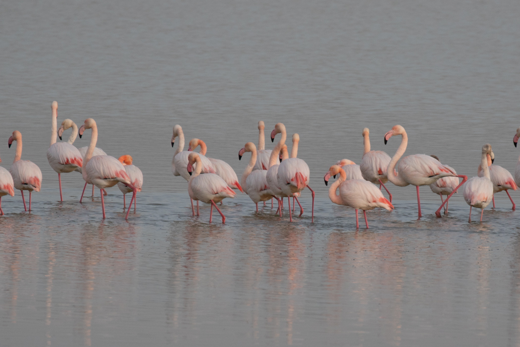 Greater Flamingo