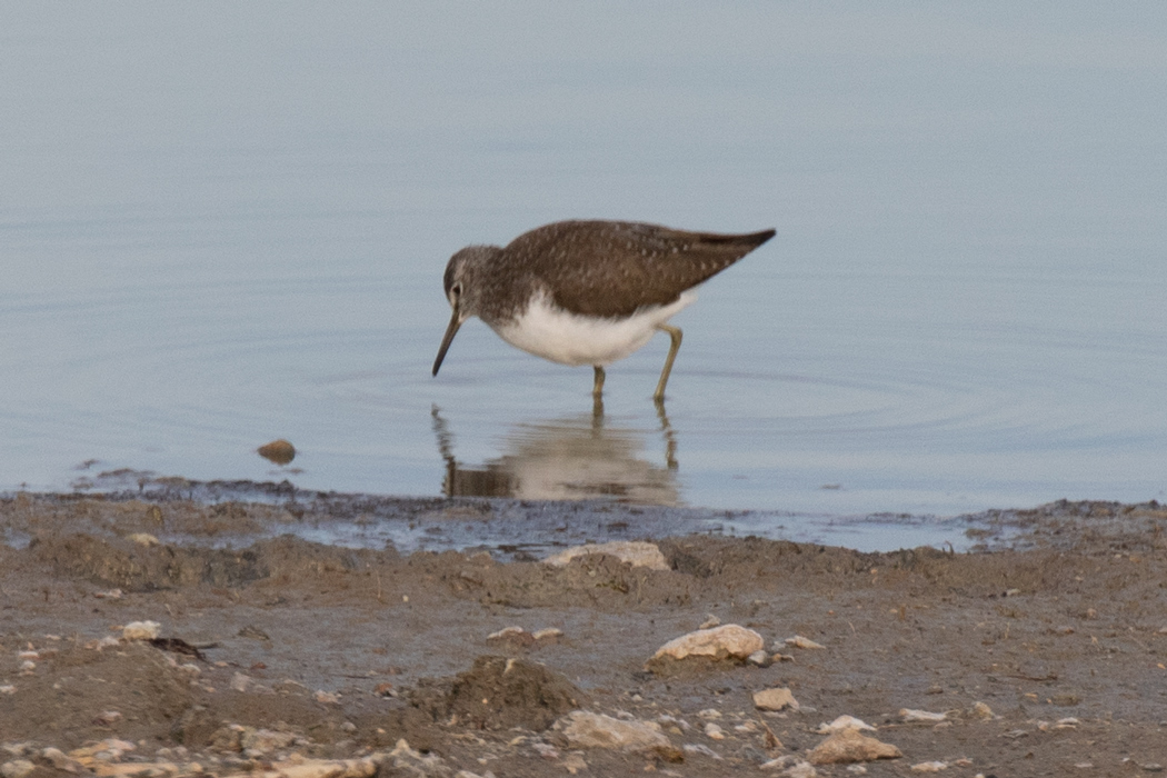 Green Sandpiper
