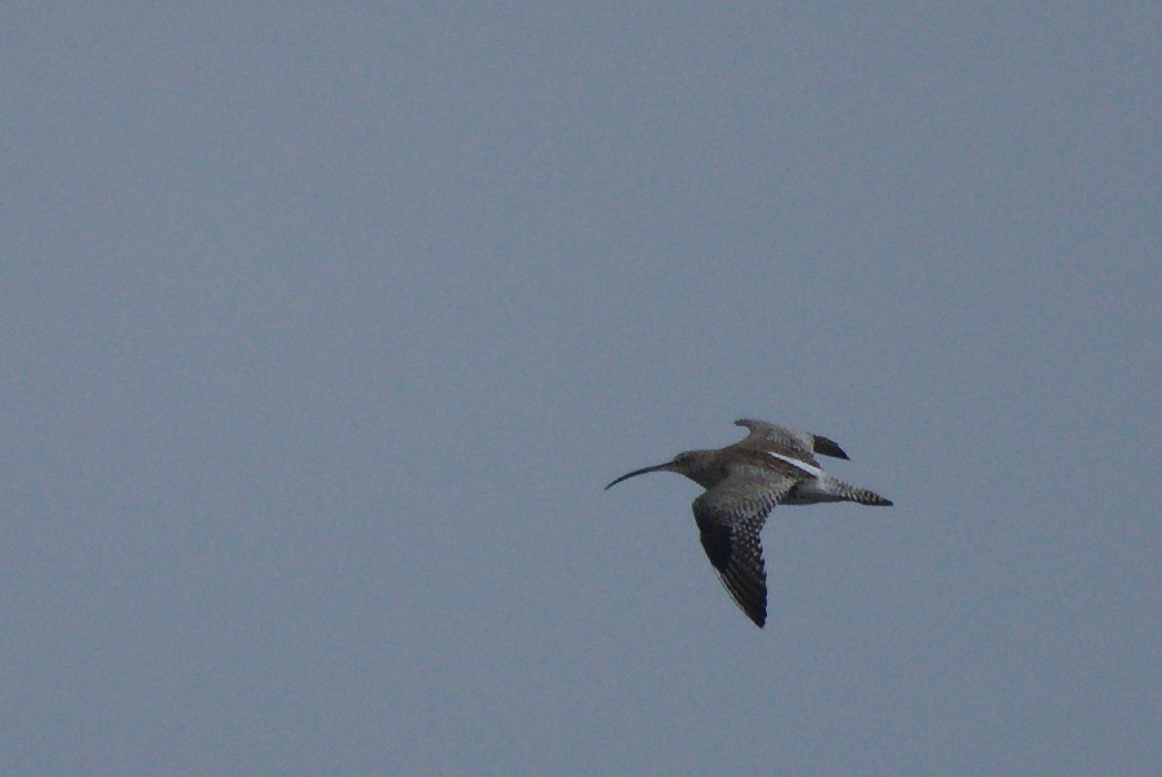 Eurasian Curlew
