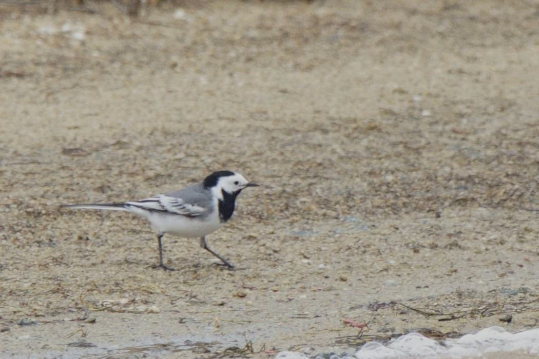 White Wagtail