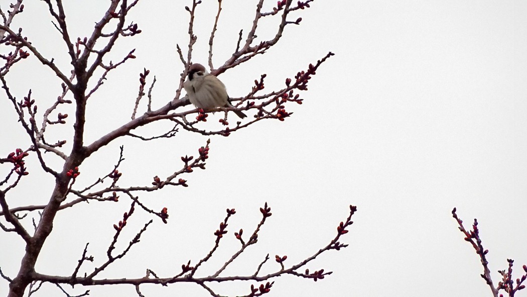 Eurasian Tree Sparrow