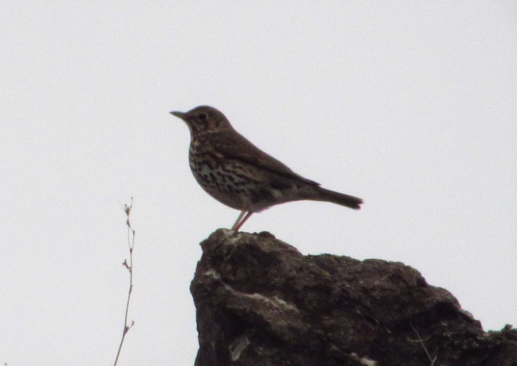Song Thrush