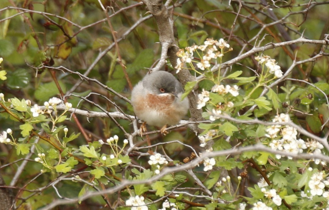 Subalpine Warbler