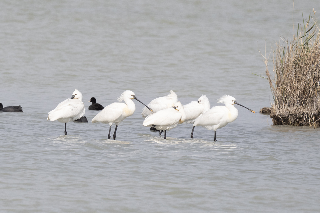 Eurasian Spoonbill