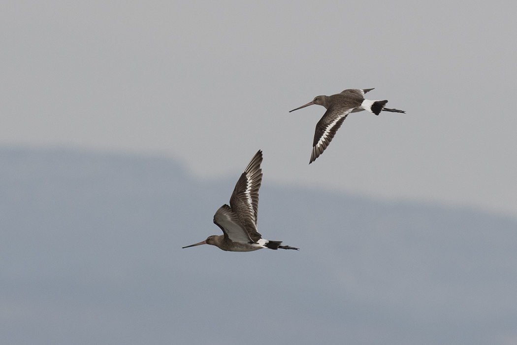 Black-tailed Godwit