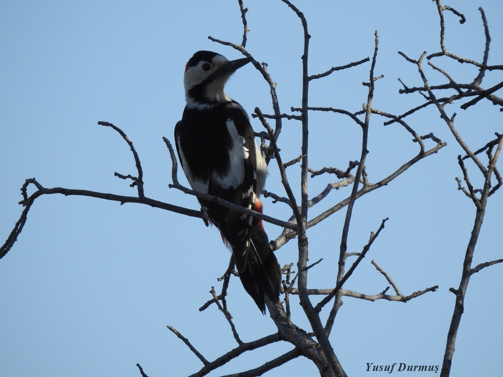 Syrian Woodpecker