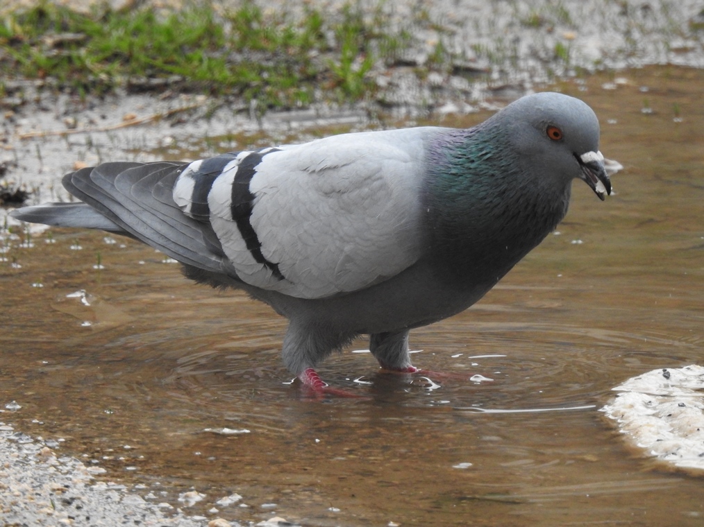 Rock Dove