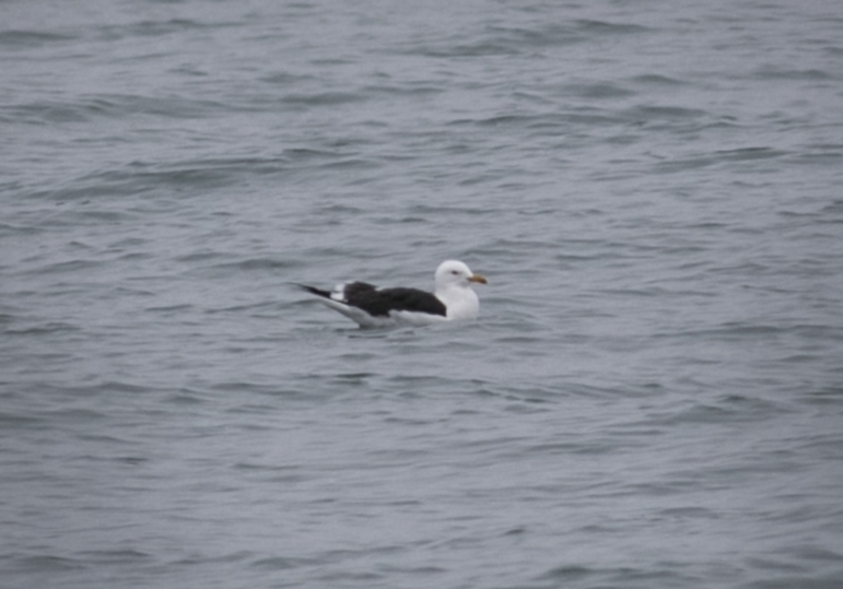 Lesser Black-backed Gull