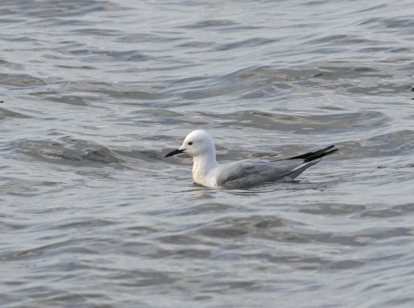Slender-billed Gull