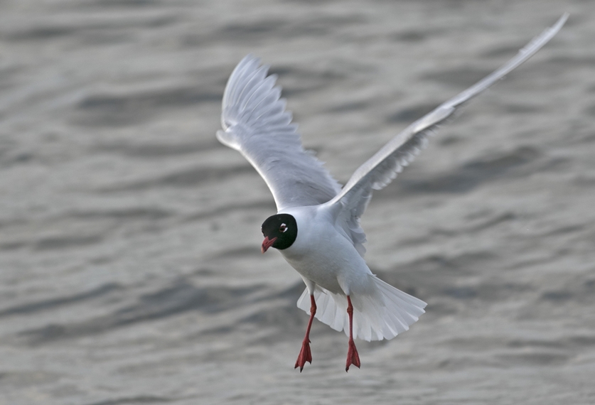 Mediterranean Gull