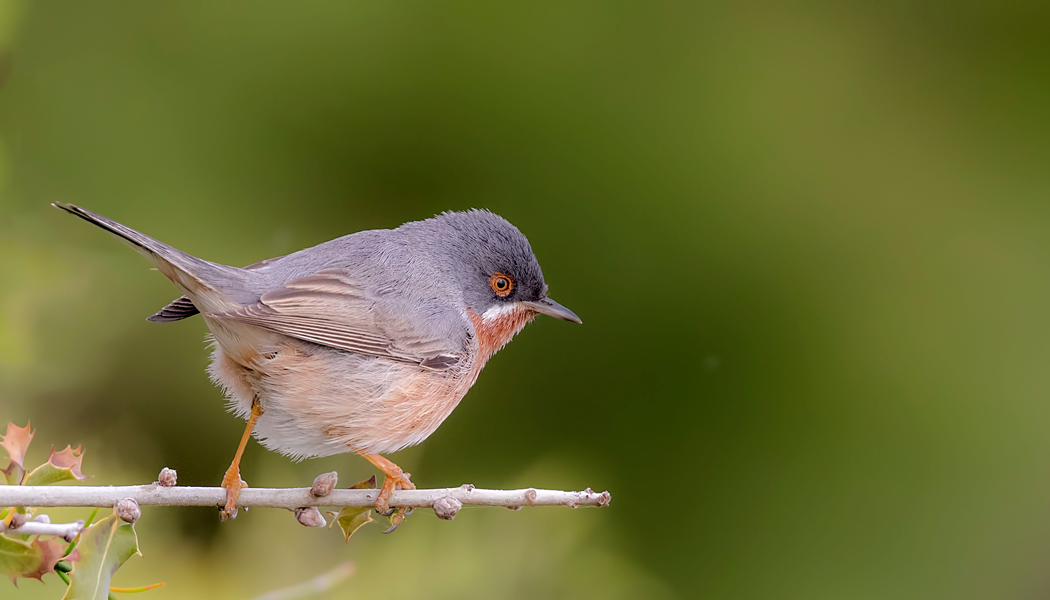 Subalpine Warbler