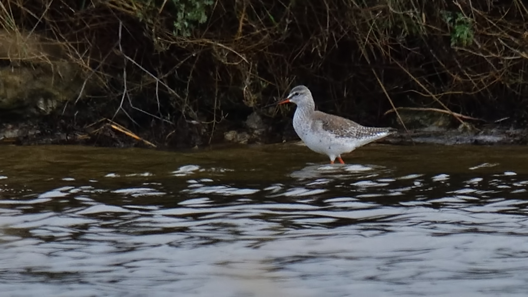 Spotted Redshank