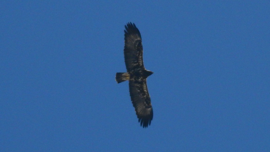 Eastern Imperial Eagle