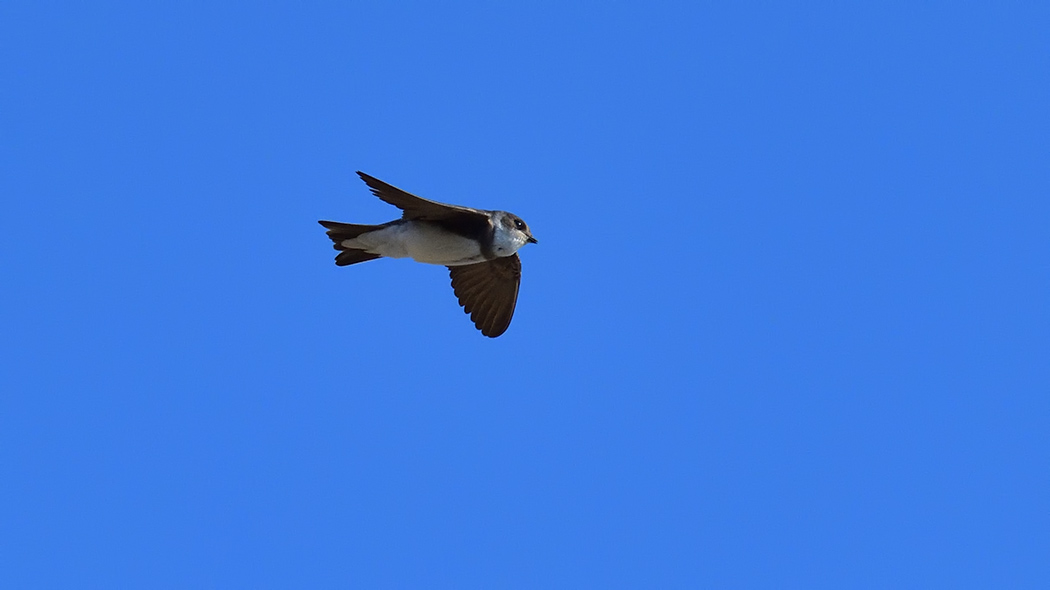 Sand Martin