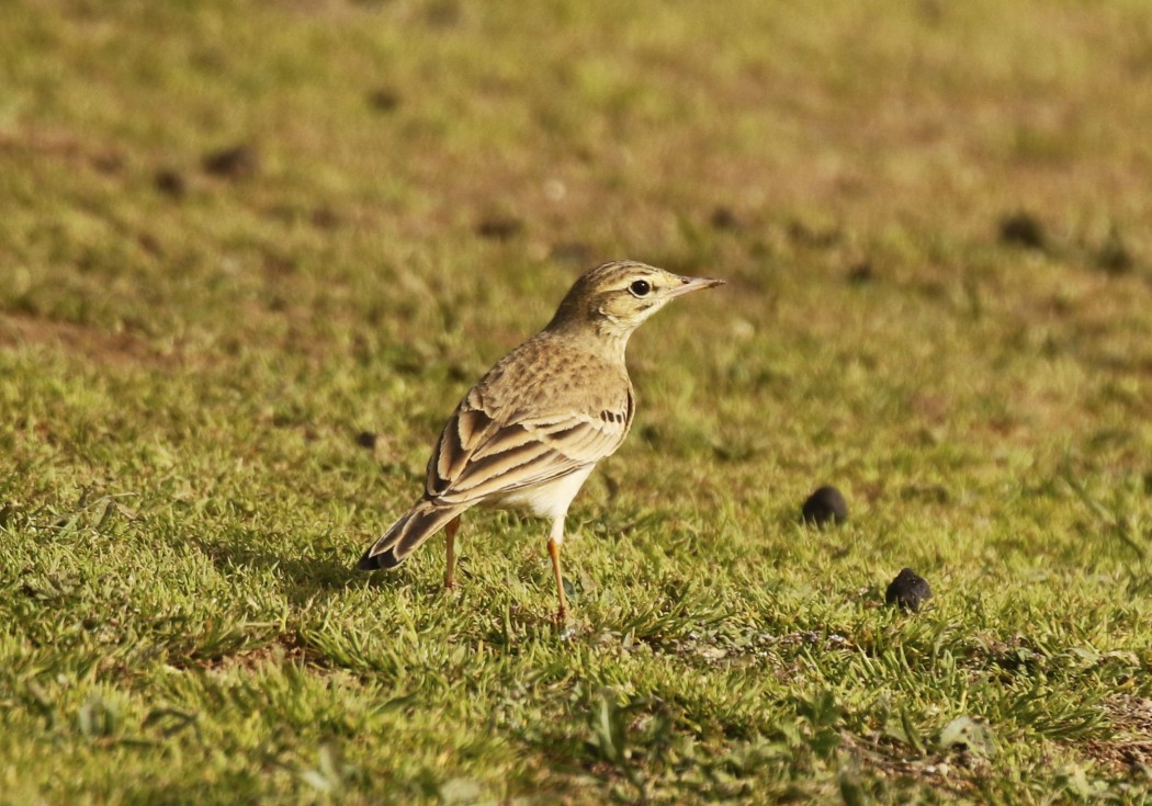 Tawny Pipit