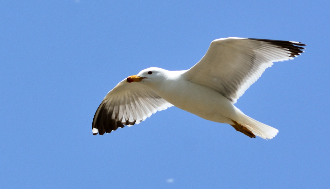 Armenian Gull