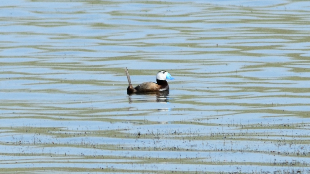White-headed Duck