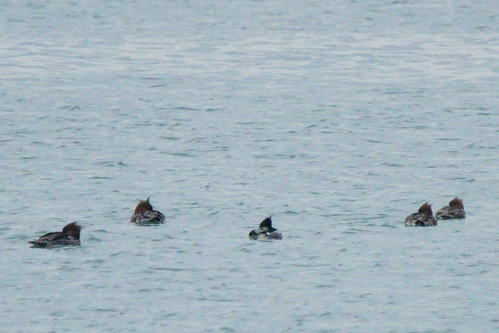 Red-breasted Merganser