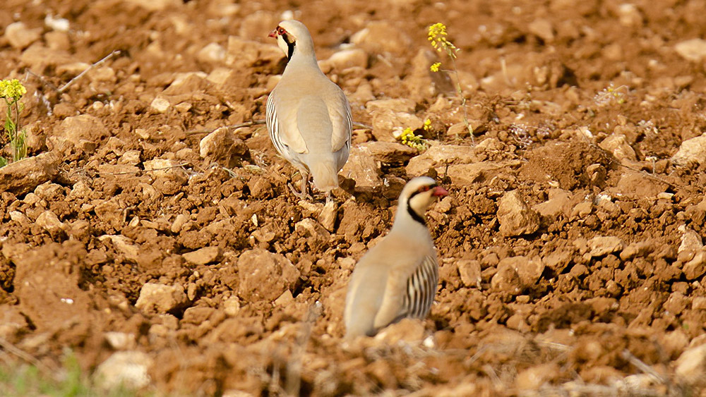 Chukar Partridge