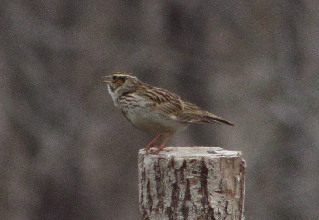 Woodlark