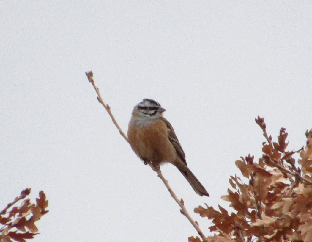 Rock Bunting
