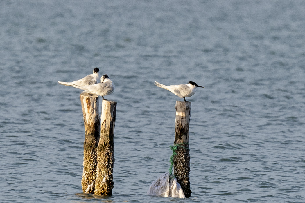 Sandwich Tern