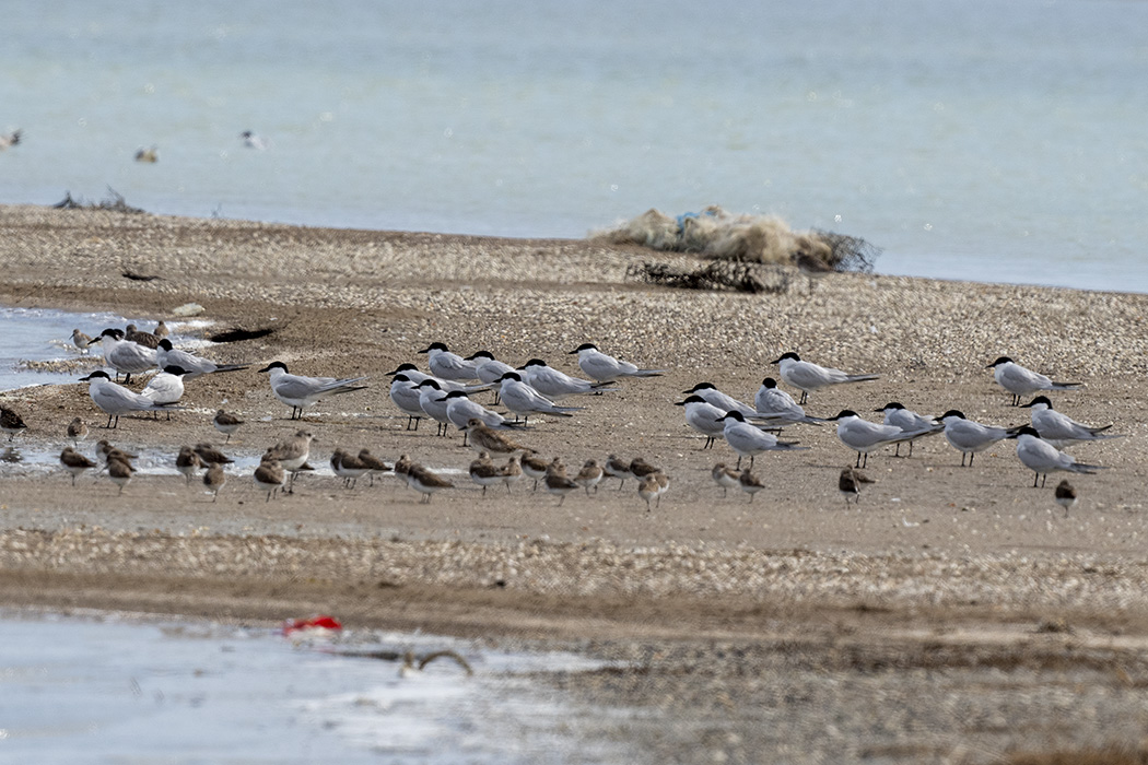 Gull-billed Tern