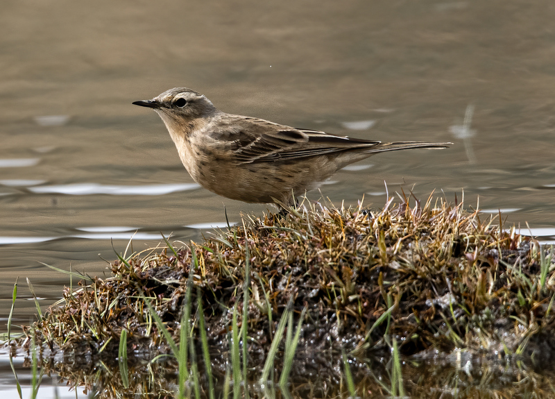 Water Pipit