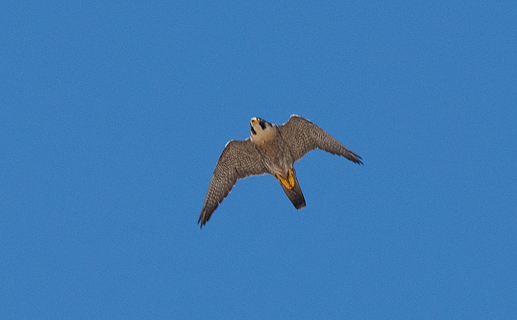 Peregrine Falcon