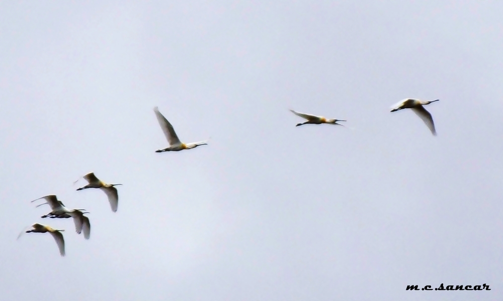 Eurasian Spoonbill