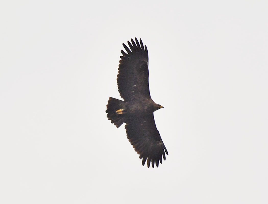 Greater Spotted Eagle