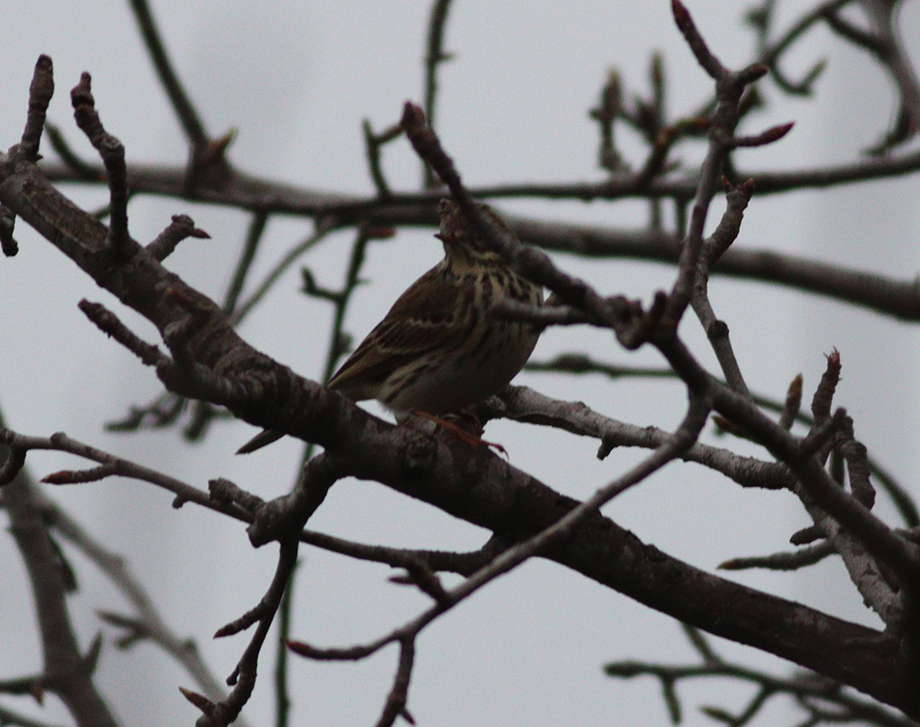 Meadow Pipit