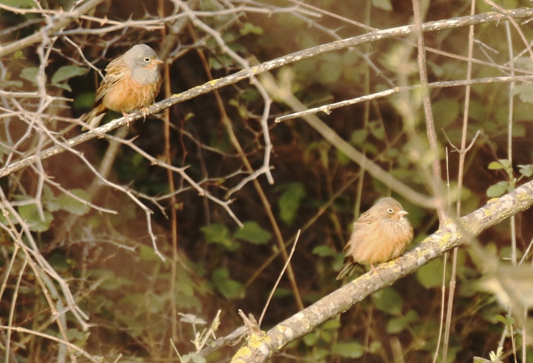 Cretzschmar`s Bunting