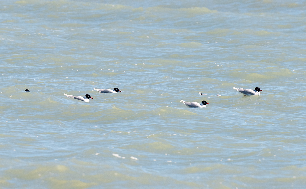 Mediterranean Gull