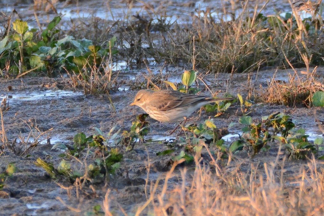 Water Pipit