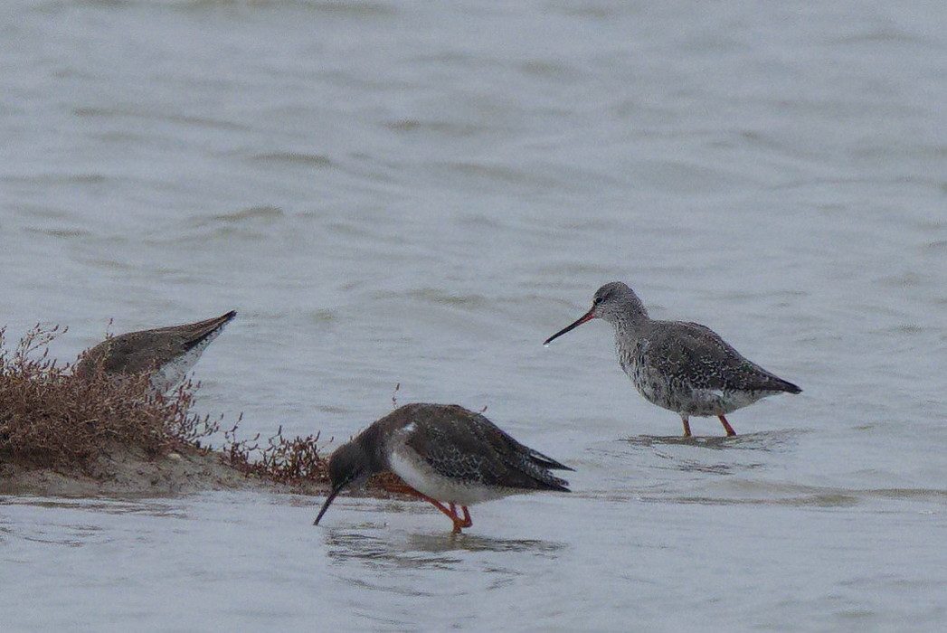 Spotted Redshank