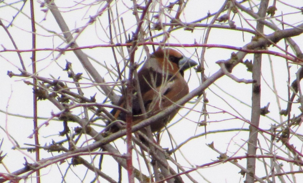 Hawfinch